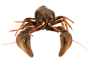 crayfish