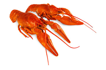 crayfish