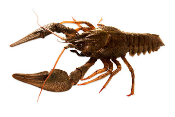 crayfish