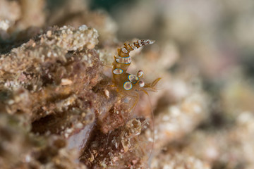 Obraz na płótnie Canvas Sexy Shrimp on Soft Coral