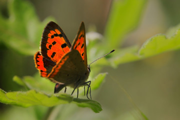 Kleine Feuerfalter (Lycaena phlaeas) sitzt auf grünem Blatt