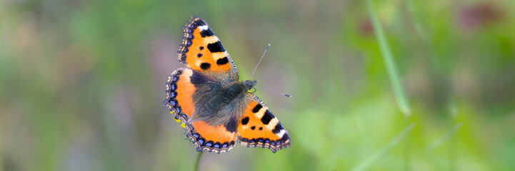 Schmetterling Kleine Fuchs (Aglais urticae), Panoramaaufnahme