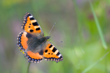 Schmetterling Kleine Fuchs (Aglais urticae)