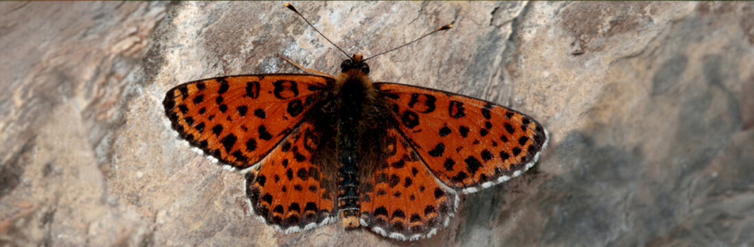Rote Scheckenfalter (Melitaea didyma), Panoramaaufnahme
