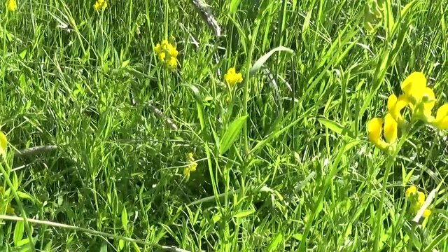 Rank grassland wild flower in the meadow. HD video footage panorama motion camera. Lathyrus pratensis