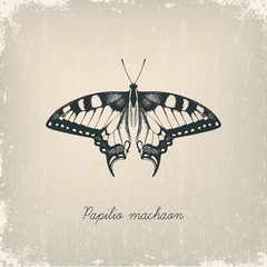 Machaon butterfly. Hand drawn vector illustration.