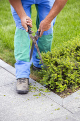 Gardener cutting a hedge with a garden shears