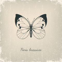 Butterfly. Hand drawn vector illustration.