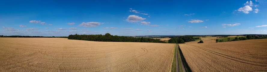 Fototapeta na wymiar Panorama of wheat field in the morning in Kansas