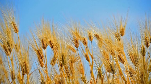 barley or wheat field on windy day.