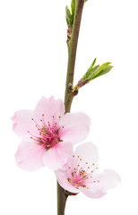 Naklejka premium Sakura flowers isolated