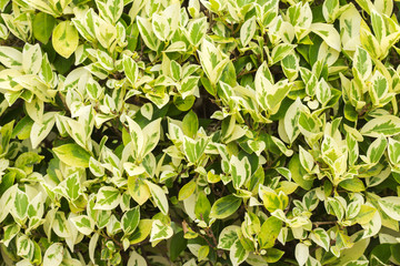 abstract green and yellow leaves background..