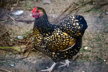 Рябая курица.