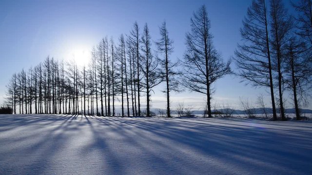 雪原と防風林の影