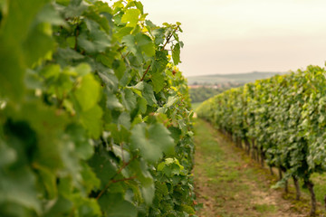 German Vineyard