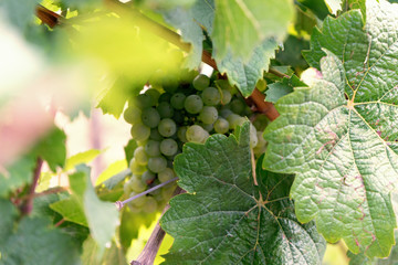 White Winegrapes