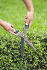 Fototapeta premium Gardener cutting a hedge with a hand shears