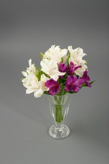 flowers white lilies on a gray background