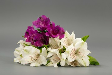 flowers white lilies on a gray background