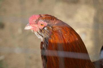 Петух в курятнике.