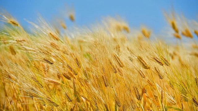barley or wheat field on windy day.