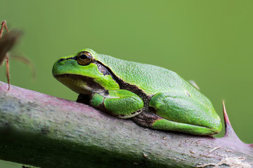 Europäische Laubfrosch (Hyla arborea)