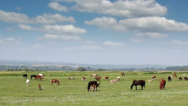 farm animals on pasture landscape