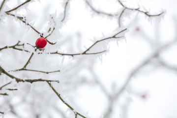 branches of  hawtorn with white frost