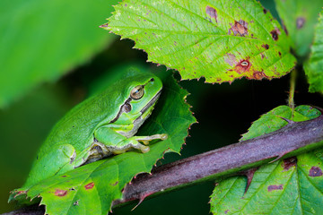 Europäische Laubfrosch (Hyla arborea)