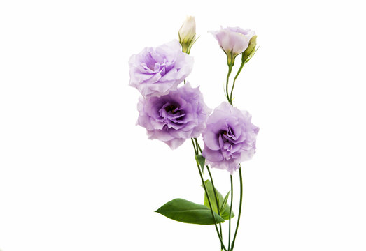eustoma flower