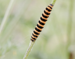 Beautiful crawling yellow and black caterpillar on grass macro in field - Cinnabar Moth - Tyria jacobaeae