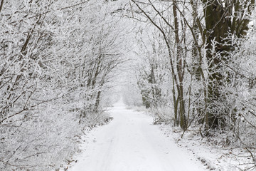 rural road in winter snowy scenery