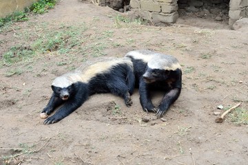 Honey badger in the Moholoholo Wildlife Rehab Centre, South Africa