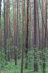 forest in bavaria