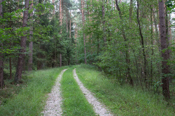 forest in bavaria