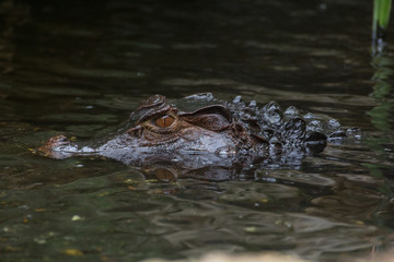 a crocodile