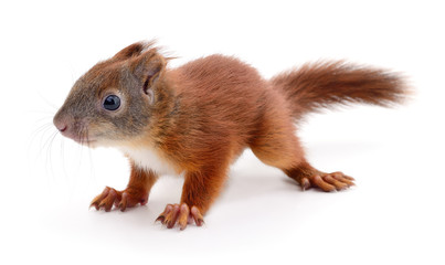 Eurasian red squirrel.