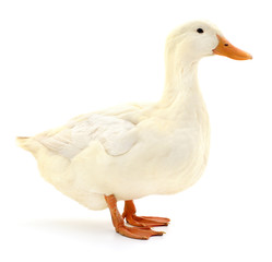 White duck on white.
