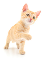 Kitten on white background.