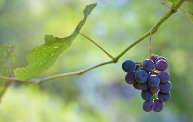 Purple red grapes