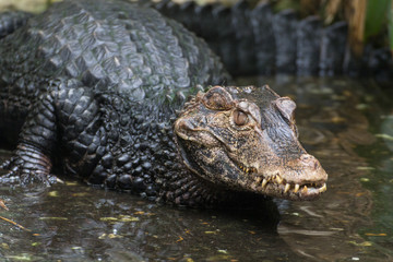 a crocodile