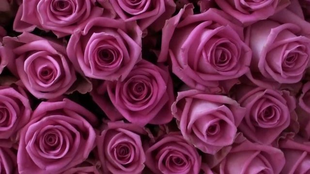 Pink roses as a background. Camera movement on flower petals. HD 1920x1080 Video Clip