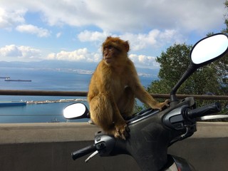 Macaque scooter