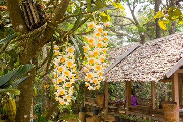 bunch of Dendrobium densiflorum Lindl on tree branch beautiful background