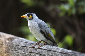 Noisy Miner