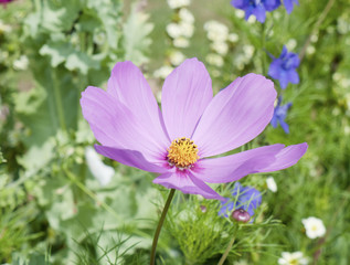 Beautiful full view of pink open cosmos plant petals with yellow center in garden - Cosmos bipinnatus