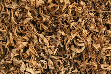 Beautiful close-up of dried leaves