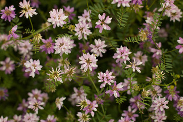 Spring wild flower background.