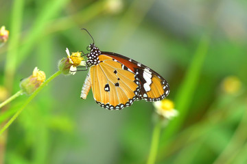 a butterfly perched on the beautiful flower