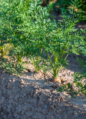 Carrots in a row from close